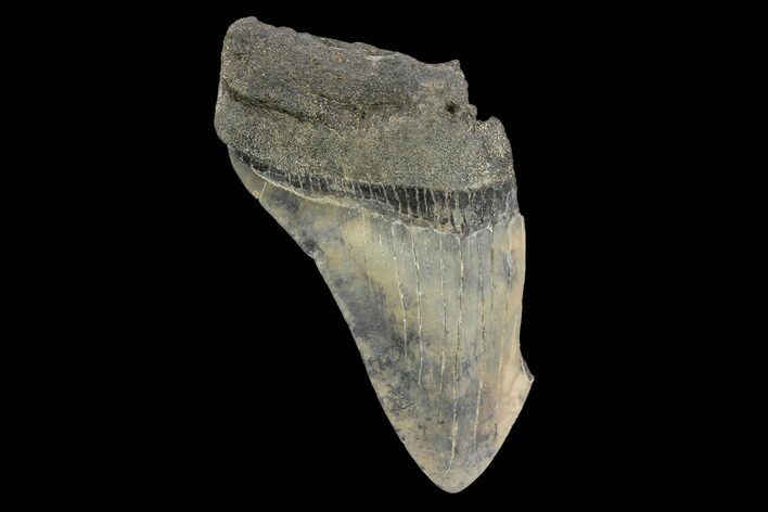 Bargain, Fossil Megalodon Tooth - South Carolina #172159